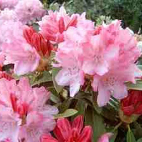 Rhododendron Goldflimmer - Hardy Hybrid | ScotPlants Direct